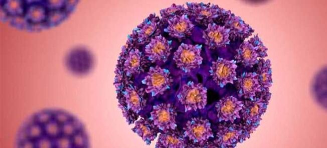 HPV - Humant papillomavirus